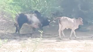 Cows in Field