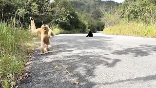 Nice Monkeys