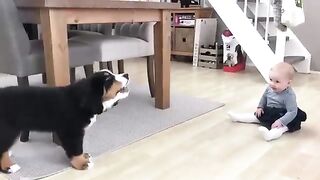 Baby Dog Vs Kid