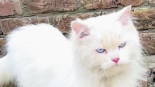 Cat ????