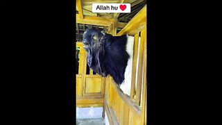 Tik Tok Eid Ul Adha Special ｜ Cow Tik Tok ｜ Cow Videos ｜ Qurbani ｜ Qurbani Ke Janwar ｜ Bakra Eid