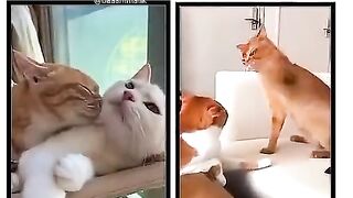 Funny video