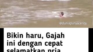 saat seekor gajah melihat pemiliknya berada di sungai dan mengira sedang terseret.