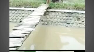 vidio lucu part 6 || vidio lucu bikin ngakak #memelucu