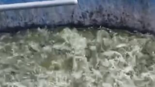 RUMUS jumlah tebar bibit lele dikolam BULAT
