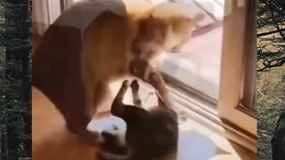 Oren jangan di lawan