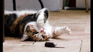 pet cats Why do bring dead animals back to their owners