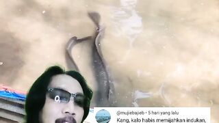 Indukan lele butuh waktu untuk ngisi telur dan matang gonad