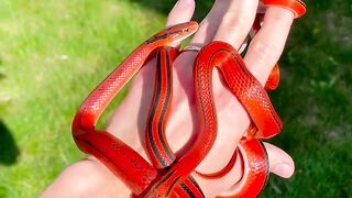 Snake video