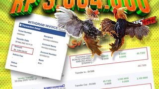 Deliwin Agen Sabung Ayam Online