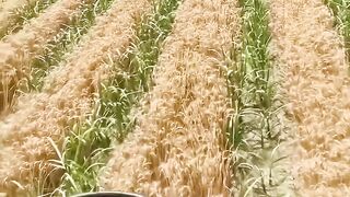"Double the yield, double the profit! Discover how wheat and sugarcane thrive together on the same land.