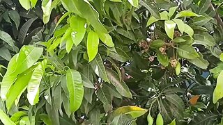 Mango tree