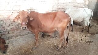 Cow sahiwal