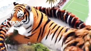 يبدو أنك ربما قصدت شيئًا مثل "انظر إلى هذا النمر، ما