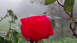 Samsung rakho gulabo