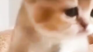 Kucing bermahkota