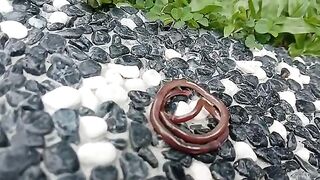Baby Snake