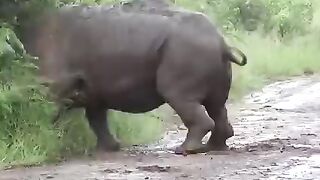 Animal fight