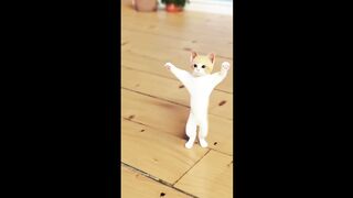 Cat funny ???????? video