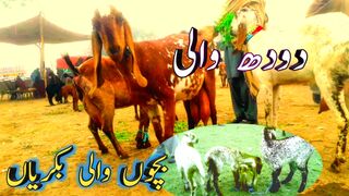 Bakra Mandi Makkhi chini bakriyan