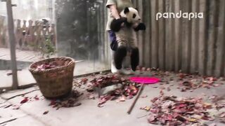 Sweet Panda cub