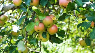 apple tree with green leaf so beauty tree