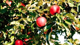 red apple and green leaf