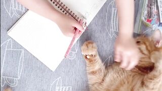 Sweet cat cuddling with a baby girls. Fun
