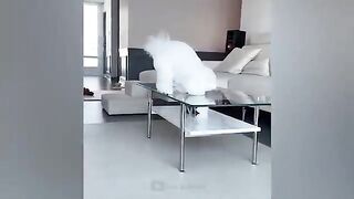 Beautiful cat funny vedio 2022