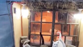 A house that keeps homeless cats warm in winter
