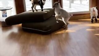 File name Funny Pets Compilation _ Cute Animals of TikTok Compilation.