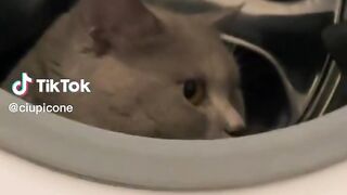 Forget the News, Watch Hilarious Animals! ????????