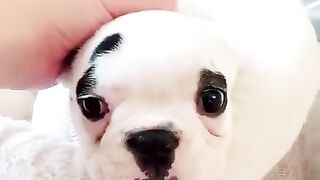 TIK TOK Doggos That Will Make You Laugh _ Cutest TikTok Puppies.