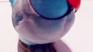 Funny Parrots Compilation _ Pet Birds of TikTok Compilation.