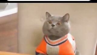 Clever Cat