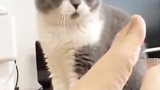 You laugh, You lose  Funniest  Animals Part 1