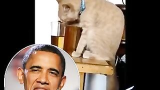 Cat funny