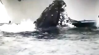 Out of water big crocodael