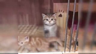 Funny cat vedio 2022