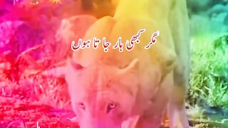 Best WhatsApp status video