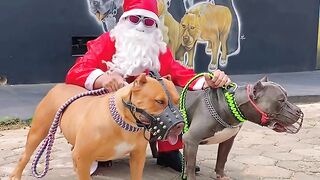 papai-noel-locao-e-os-pit-bull-ytshorts.savetube.me.