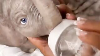Animals Cute