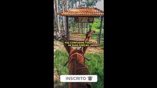 motivaçaodiaria