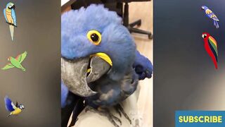 Parrot Naughtiest Activities Talking Singing Videos[FUNNY PARROTS]