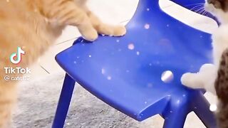 Cat's funny video