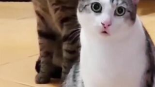 Cat vs monkey