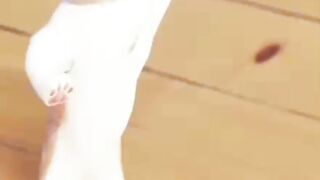Cat funny video