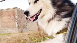 Animal Wolf