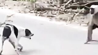 Dog vs monkey