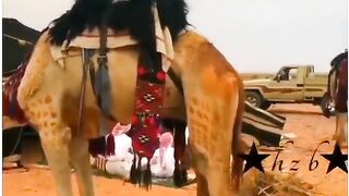 Balochistan ki unt